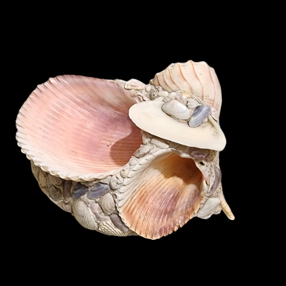 Collection Of seashell cluster trinket dish/decor